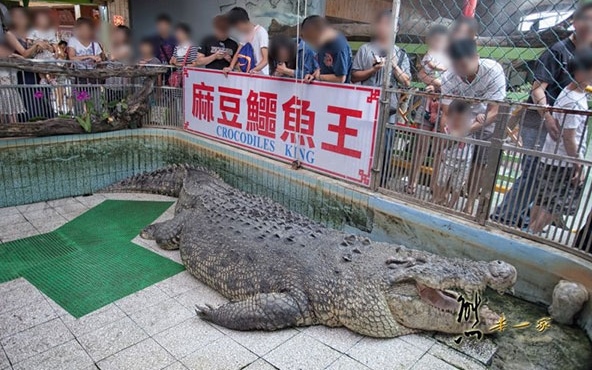 「麻豆鱷魚王生態教育農場」Blog遊記的精采圖片