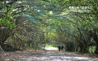 「長勝營區綠色隧道」