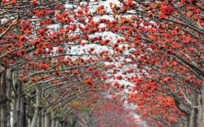 「林初埤木棉道」Blog遊記的精采圖片