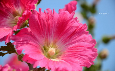 「學甲蜀葵花田」Blog遊記的精采圖片
