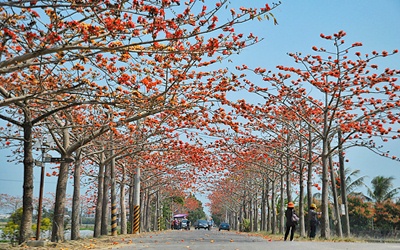 「林初埤木棉道」Blog遊記的精采圖片