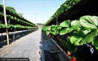 善化加洲草莓園