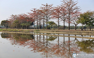 台南景點「林初埤木棉道」Blog遊記的精采圖片