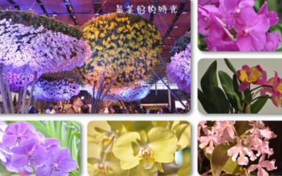 「台灣蘭花生物科技園區」Blog遊記的精采圖片