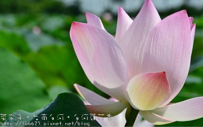 台南景點「白河蓮花」Blog遊記的精采圖片