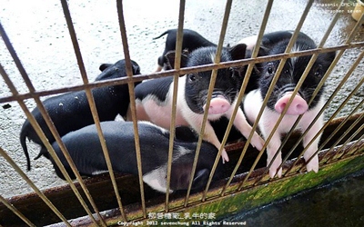 台南景點「乳牛的家」Blog遊記的精采圖片